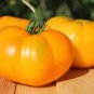 100 Pcs Brandywine Yellow Big Zac Tomato Seeds