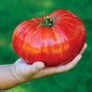 100 Pcs 'Gigantomo' Tomato Seeds 100 Pcs 'Gigantomo' Tomato Seeds