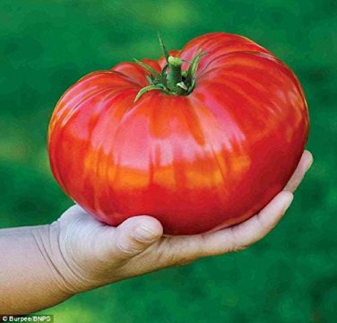 100 Pcs 'Gigantomo' Tomato Seeds