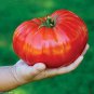 100 Pcs 'Gigantomo' Tomato Seeds