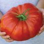 100 Pcs 'Gigantomo' Tomato Seeds