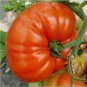 100 Pcs 'Gigantomo' Tomato Seeds