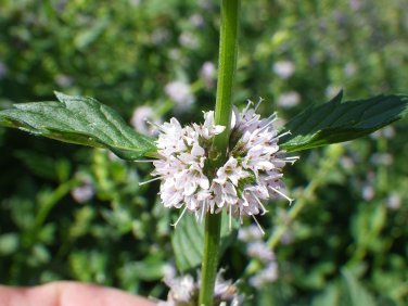 25 Pcs Heirloom Perfume Mint Mentha Arvensis Wild Mint Herbs