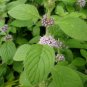 25 Pcs Heirloom Perfume Mint Mentha Arvensis Wild Mint Herbs