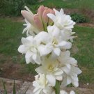 40 Pcs Heirloom Polianthes Tuberosa Tuberose Flower