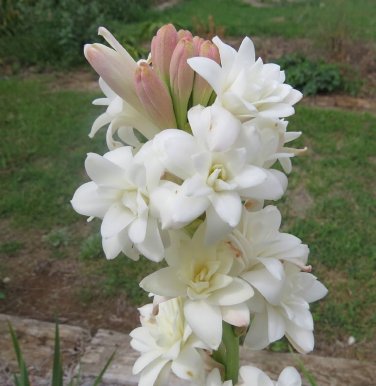 40 Pcs Heirloom Polianthes Tuberosa Tuberose Flower
