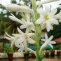 40 Pcs Heirloom Polianthes Tuberosa Tuberose Flower