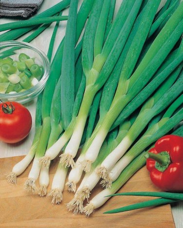 30 Pcs Heirloom Green Drumstick Scallion Seeds