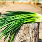 30 Pcs Heirloom Green Drumstick Scallion Seeds