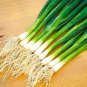 30 Pcs Heirloom Green Drumstick Scallion Seeds