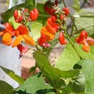 15 Pcs Runner Bean 'Scarlet' Phaseolus coccineus Flower