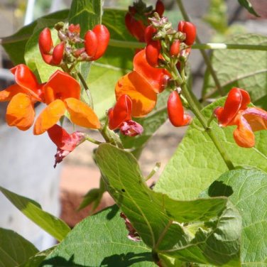 15 Pcs Runner Bean 'Scarlet' Phaseolus coccineus Flower