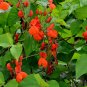 15 Pcs Runner Bean 'Scarlet' Phaseolus coccineus Flower