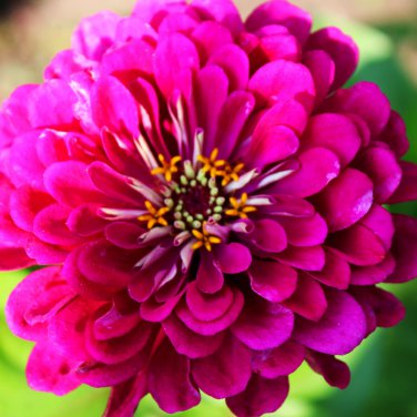 50 Pcs Beautiful Purple Fireball Zinnia Flower Seeds