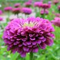 50 Pcs Beautiful Purple Fireball Zinnia Flower Seeds