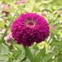 50 Pcs Beautiful Purple Fireball Zinnia Flower Seeds
