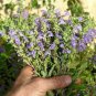 20 Pcs Beautiful Dracocephalum Moldavica Flower
