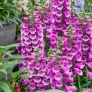 50 Pcs Beautiful Pink Foxgloves Flower Seeds