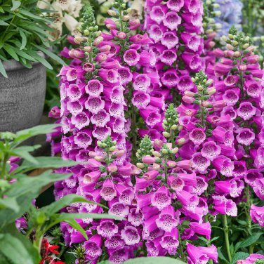 50 Pcs Beautiful Pink Foxgloves Flower Seeds