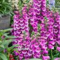 50 Pcs Beautiful Pink Foxgloves Flower Seeds