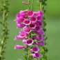 50 Pcs Beautiful Pink Foxgloves Flower Seeds