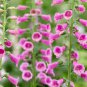 50 Pcs Beautiful Pink Foxgloves Flower Seeds