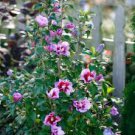 50 Pcs Beautiful Dwarf Sharon Flowers Seeds