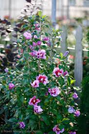 50 Pcs Beautiful Dwarf Sharon Flowers Seeds