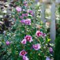 50 Pcs Beautiful Dwarf Sharon Flowers Seeds