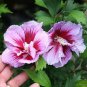 50 Pcs Beautiful Dwarf Sharon Flowers Seeds