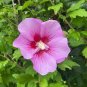 50 Pcs Beautiful Dwarf Sharon Flowers Seeds