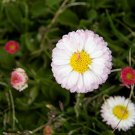 60 Pcs White Daisies Seeds Dwarf Bellis Perennis 60 Pcs White Daisies Seeds Dwarf Bellis Perennis
