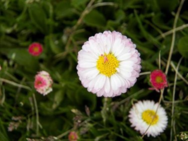 60 Pcs White Daisies Seeds Dwarf Bellis Perennis