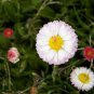 60 Pcs White Daisies Seeds Dwarf Bellis Perennis