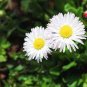 60 Pcs White Daisies Seeds Dwarf Bellis Perennis