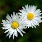 60 Pcs White Daisies Seeds Dwarf Bellis Perennis