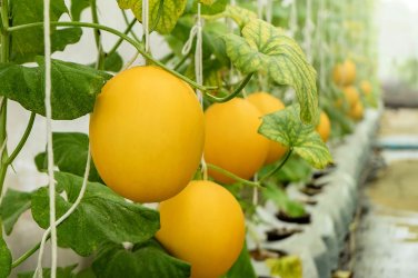 8 Pcs Heirloom Hanging Melon Organic Vegetables