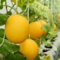 8 Pcs Heirloom Hanging Melon Organic Vegetables