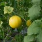8 Pcs Heirloom Hanging Melon Organic Vegetables