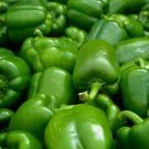 40 Pcs Heirloom Organic Green Bell Sweet Pepper Seeds