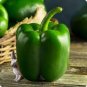 40 Pcs Heirloom Organic Green Bell Sweet Pepper Seeds