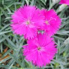 50 Pcs Colorful Pink Seeds Dianthus Chinensis Flower Garden Seeds