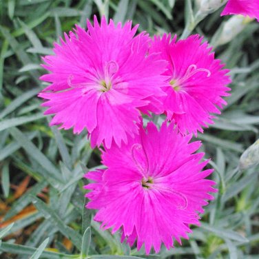 50 Pcs Colorful Pink Seeds Dianthus Chinensis Flower Garden Seeds