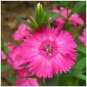50 Pcs Colorful Pink Seeds Dianthus Chinensis Flower Garden Seeds