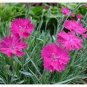 50 Pcs Colorful Pink Seeds Dianthus Chinensis Flower Garden Seeds