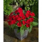 25 Pcs Fire Red Impatiens Bonsai FLowers 25 Pcs Fire Red Impatiens Bonsai FLowers