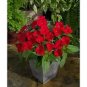 25 Pcs Fire Red Impatiens Bonsai FLowers