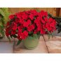 25 Pcs Fire Red Impatiens Bonsai FLowers