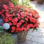 25 Pcs Fire Red Impatiens Bonsai FLowers