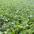 20 Pcs Edible Purple Rape Seeds